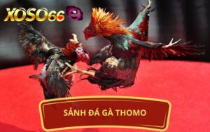 SẢNH ĐÁ GÀ THOMO TẠI XOSO66